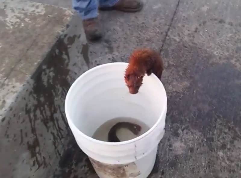 Video: Mink Steals Catfish from Fisherman’s Bucket