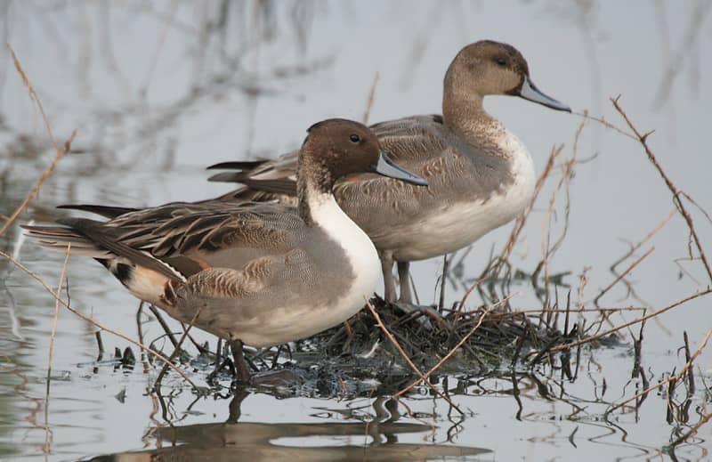 Could California’s Drought Endanger Pacific Flyway Ducks?