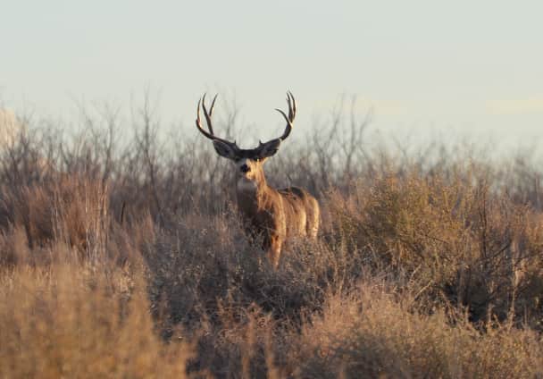 Colorado Officials Scramble for Solutions to Mule Deer Decline