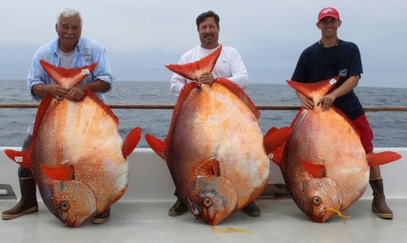 Three Opah Fish Caught in One Day by Lucky California Anglers