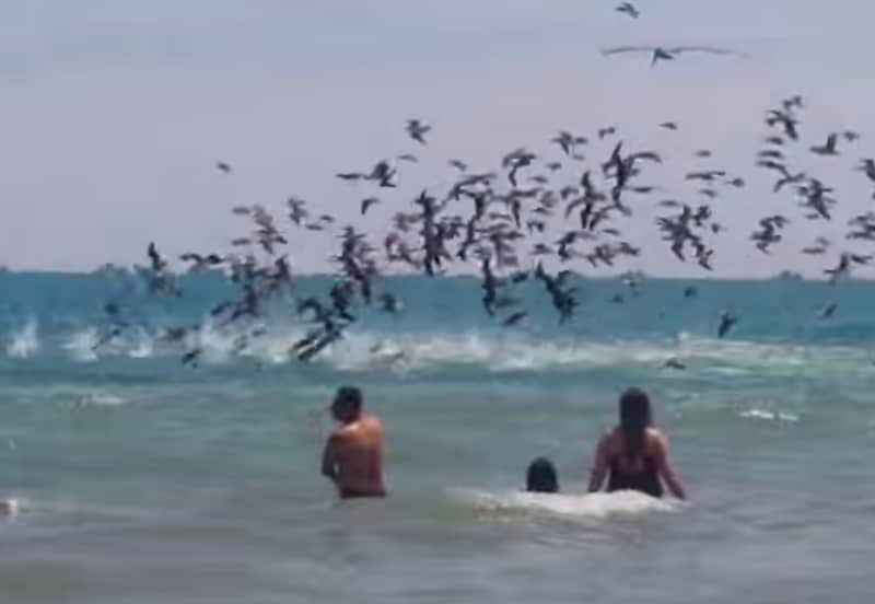 Video: Massive Flock of Pelicans Dive-bomb for Fish