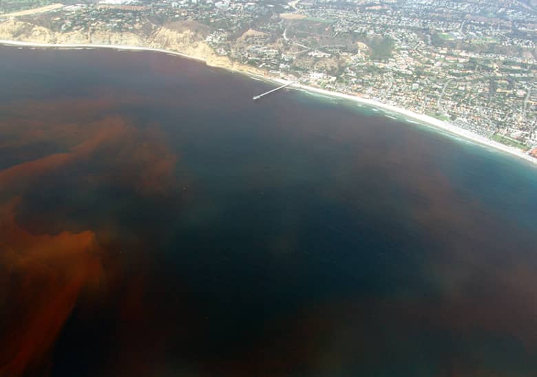 Massive Red Tide in Florida Causing Offshore Fish Kill