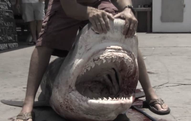 Giant 800-pound Shark Drags Angler’s Boat 15 Miles, Eventually Caught
