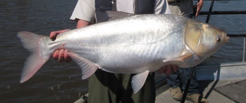 Experts Say $1 Million Asian Carp Barrier in Iowa is Successful