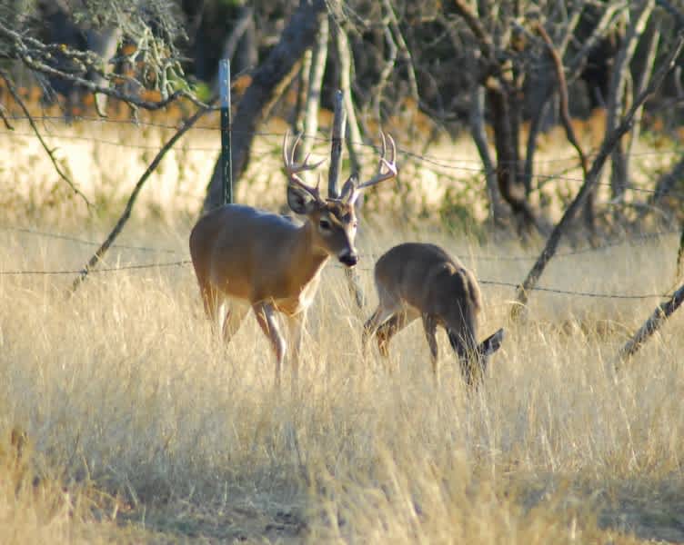 Missouri Bill to Designate Captive Deer as Livestock Fails