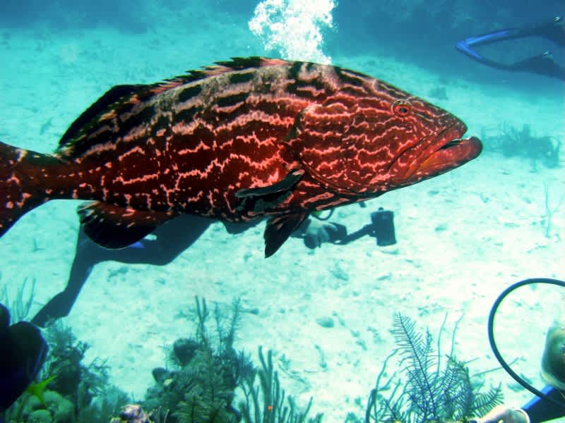 Florida Anglers Call for Goliath Grouper Harvest