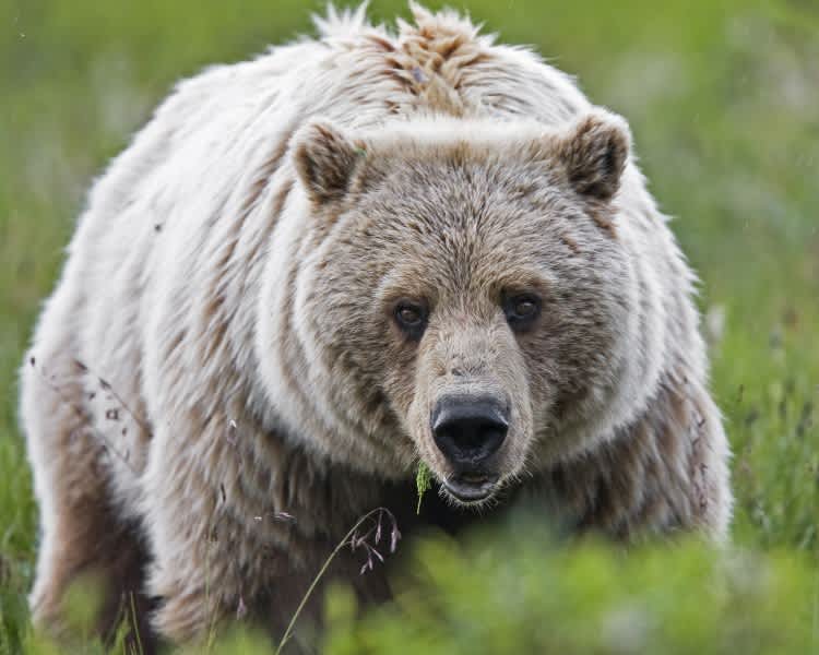 Grizzly Encounter Almost Turns Deadly for Wyoming Hunter
