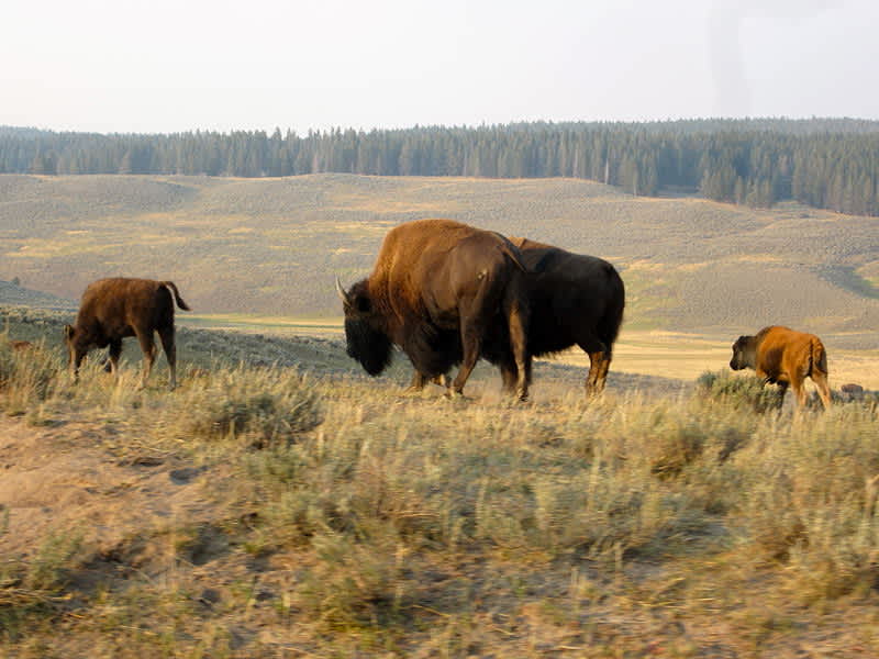 Yellowstone National Park Plans to Remove 900 Bison