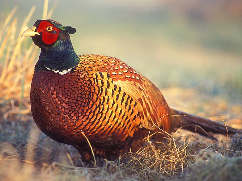 Iowa Upland Bird Population Explodes, Hunters Can Expect a Good Season