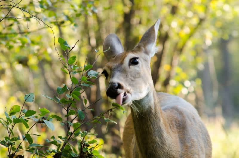 Idaho Officials Investigate Unusual Deer Mortality after Does Drop Dead in Lawns