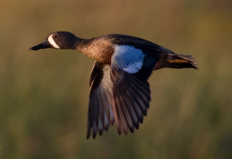 The Annual Fall Waterfowl Migration is Underway