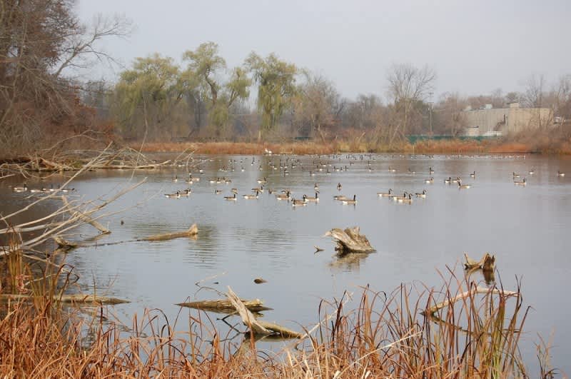 Duck, Duck, Goose: Waterfowl Hunting Options Abound in Michigan
