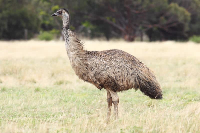 Police Officers Shoot Emu to Protect WWII Veteran