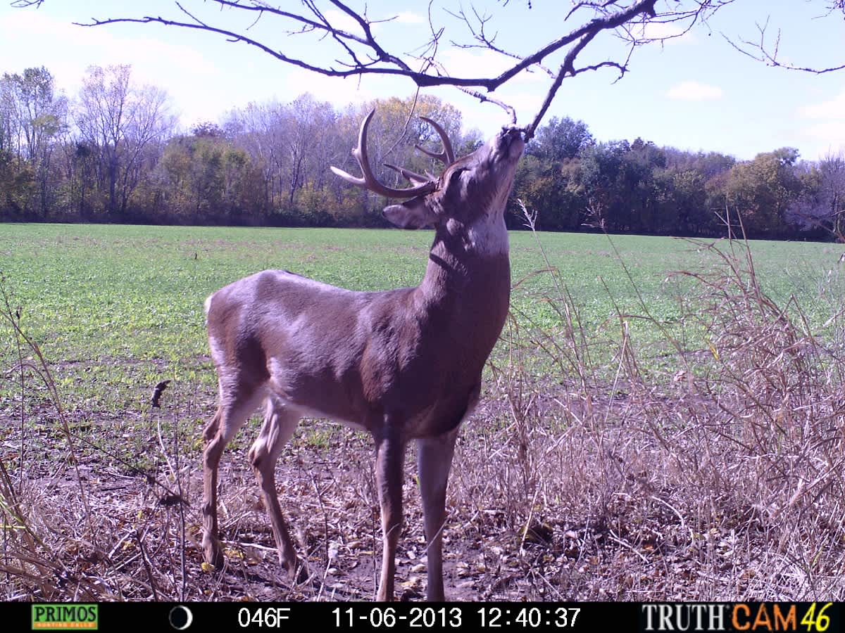 4 Reasons Why You’re Not Shooting Bucks on Your Food Plots