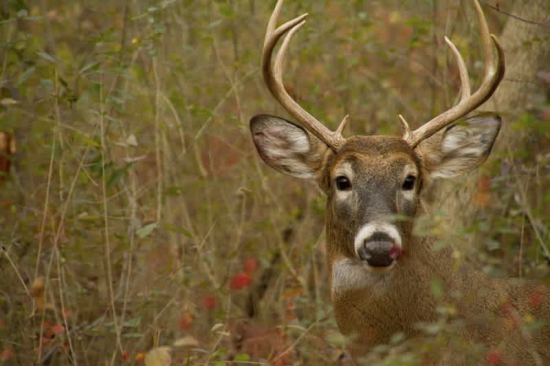 The Nonresident’s Guide to Michigan Deer Hunting