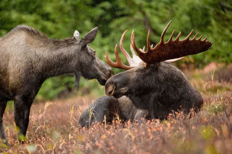 Moose Population Across New England Drops, Hunting Permits Reduced