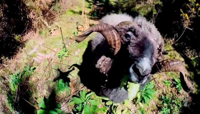 Video: Angry Ram Knocks Drone Out of Sky
