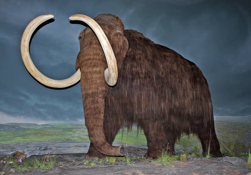 Alaska Angler Discovers Huge Mammoth Tusk