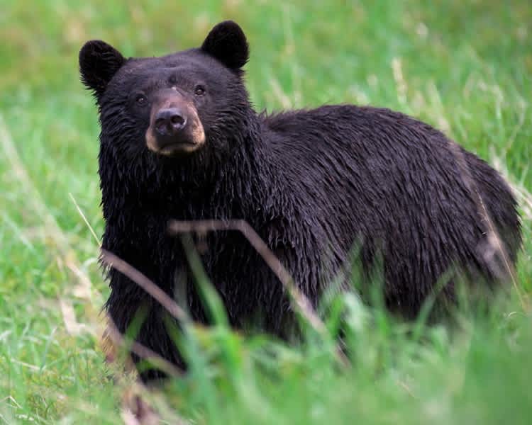 Colorado Officials Seeking Hunters’ Help to Control Aspen Bear Population