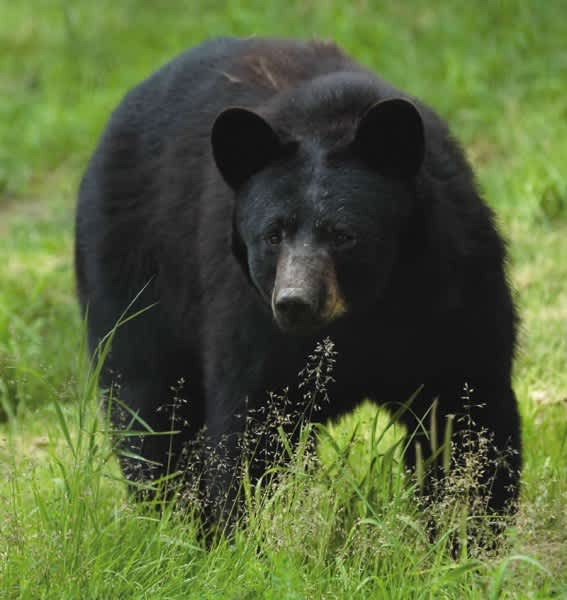 Fatal Bear Attack in New Jersey Spurs Debate Between Hunters, Animal Rights Activists