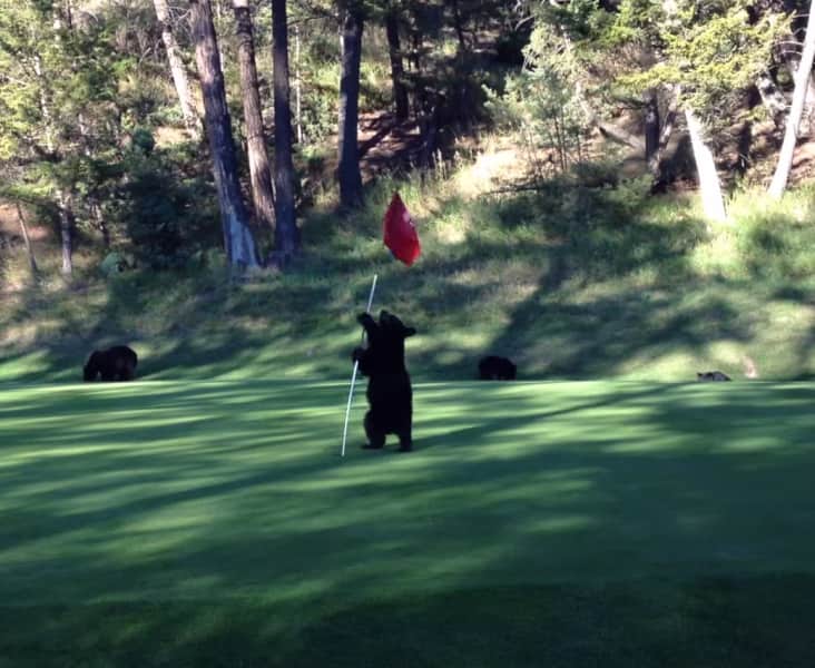 Video: Bear Cub Discovers the Joys of Golf