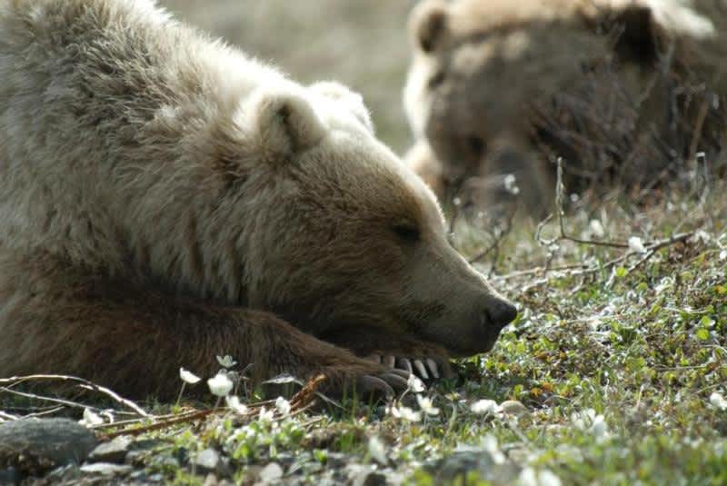 Park Service Proposes Ban on Predator Hunting Methods in Alaska Preserves