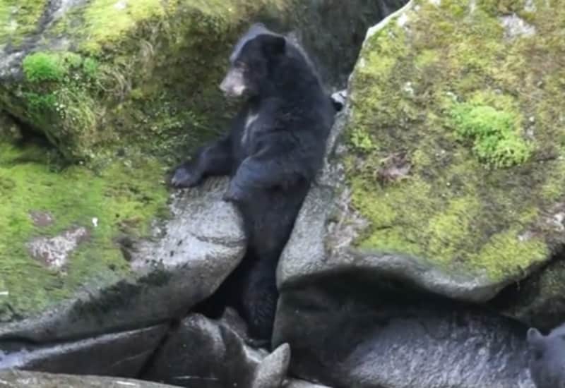 Video: Greedy Bear Stuck Between Rocks Tries to Reach Fish, Deals with It
