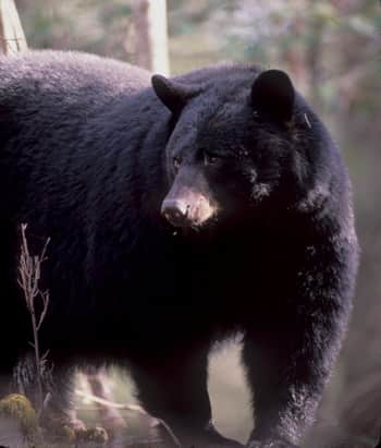 Washington Bowhunter Survives Black Bear Tree Attack