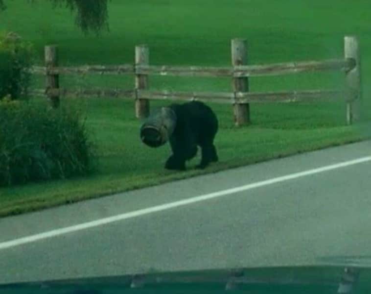 Video: Pennsylvanians Rescue “Bucket Bear”