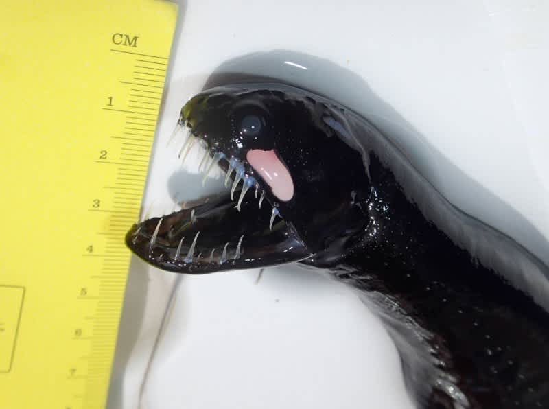 Photos: “Alien” Deep Ocean Fish Found
