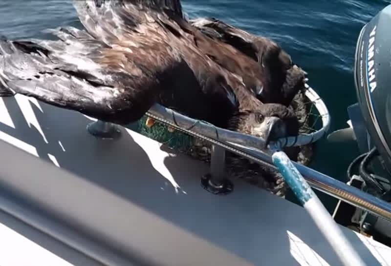 Video: Angler Nets, Rescues Bald Eagle