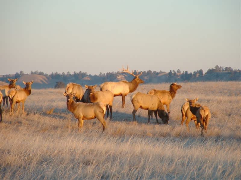 Virginia’s Small Elk Herd Prospers