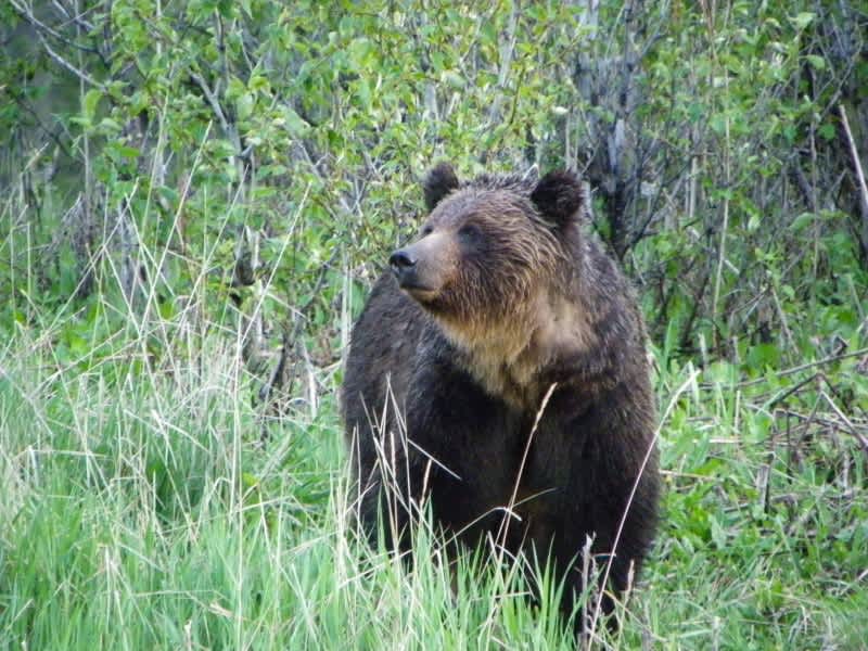 Alberta Hunter Killed by Grizzly as Bear Encounters Increase