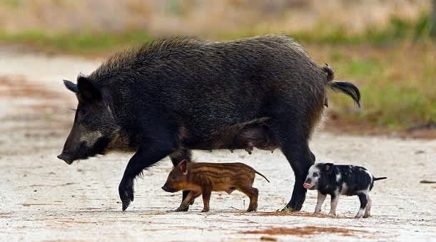 Louisiana Hunters Bag More Feral Hogs Than Deer