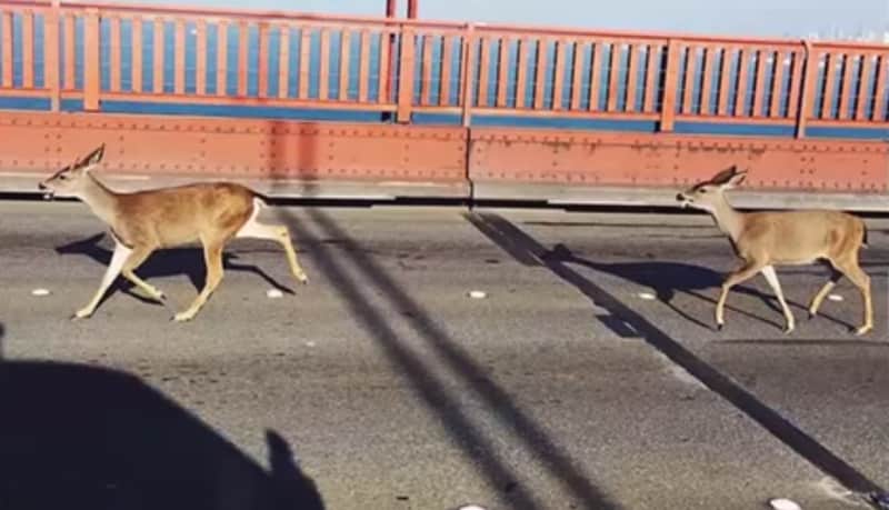 Video: Deer Hold Up Traffic on Golden Gate Bridge