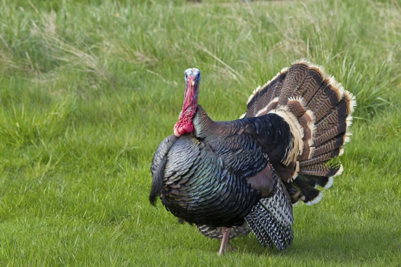 11 Things You Didn’t Know You Could Do with a Turkey Vest