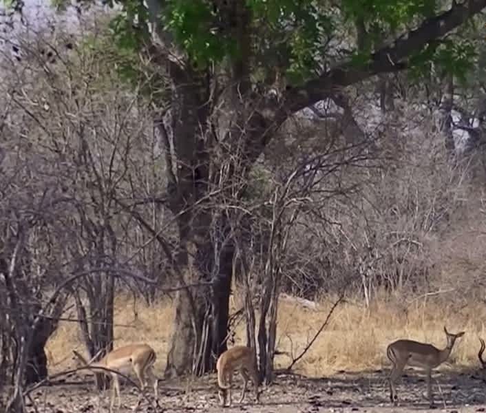 Video: Leopard’s Flying Ambush on Antelope from Tree