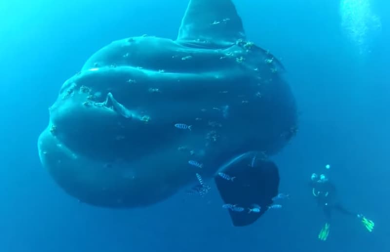 Video: Divers Encounter Massive Ocean Sunfish