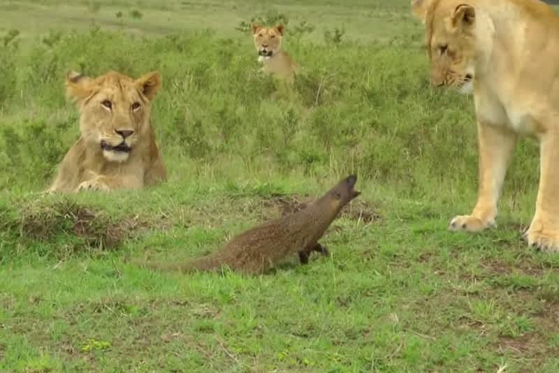 Video: Lions Face Off with Angry Mongoose