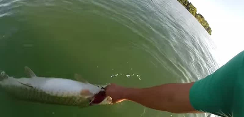 Video: Anglers Record Illegal Muskie Kill on Detroit River (UPDATE: Caught)