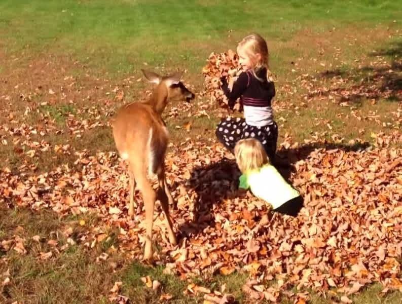 Video: Fawn Plays in Leaf Pile with Girls