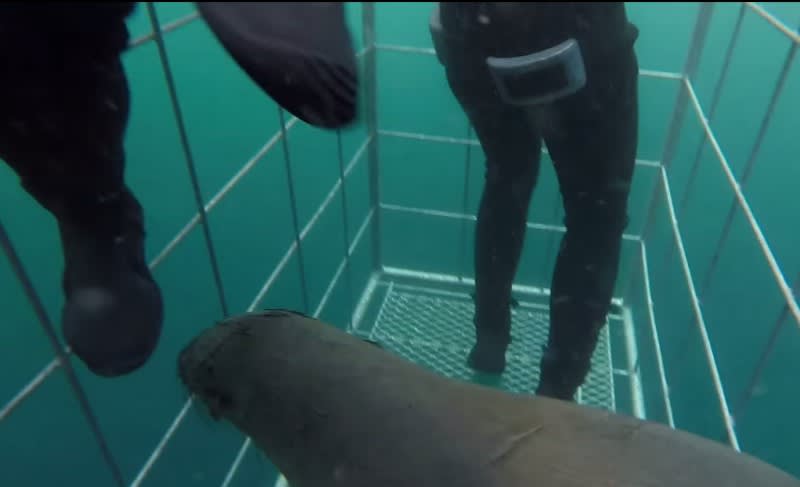 Video: Sea Lion Escapes Shark by Swimming into Divers’ Cage