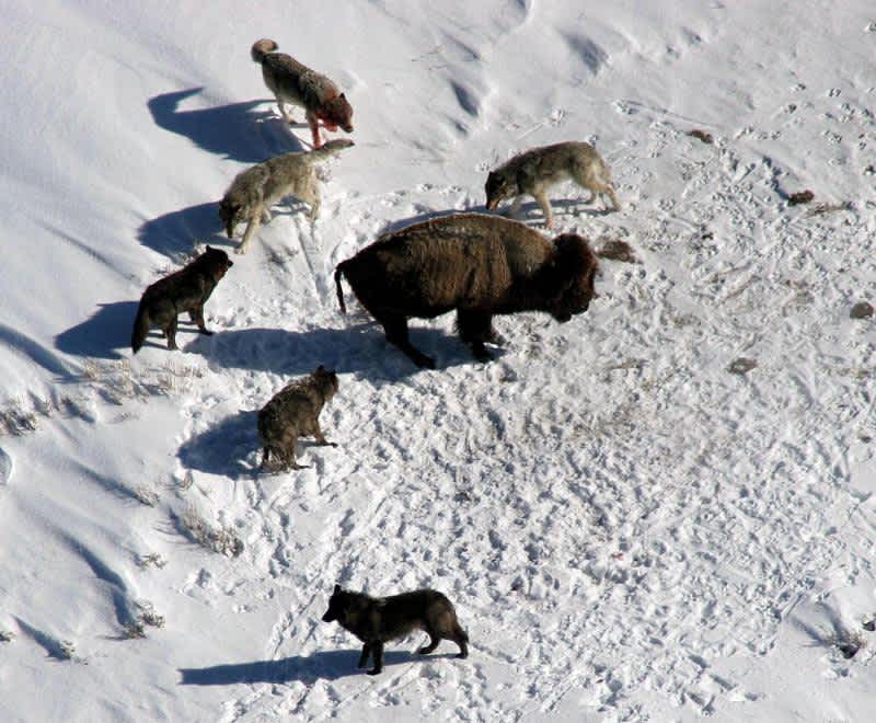 Wyoming Officials Fight to Save Wolf Season, Governor Mead Files Emergency Rule