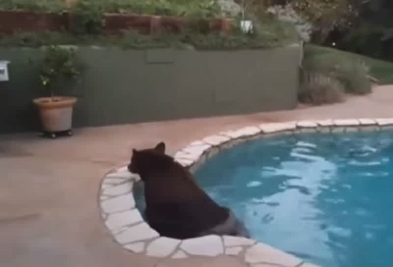 Video: California Bear Takes Break from Drought Heat in Pool