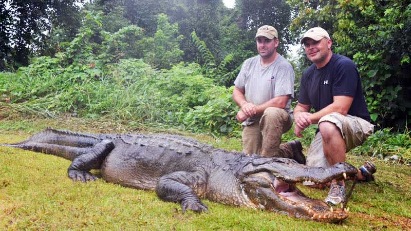 Mississippi Alligator Record Broken Twice in Four Days