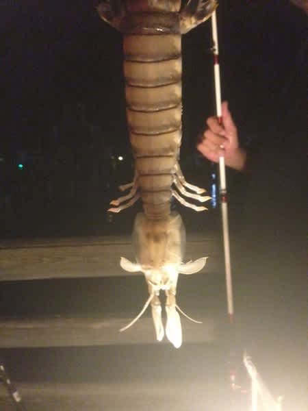 Florida Angler Catches Massive, Mysterious “Shrimp”
