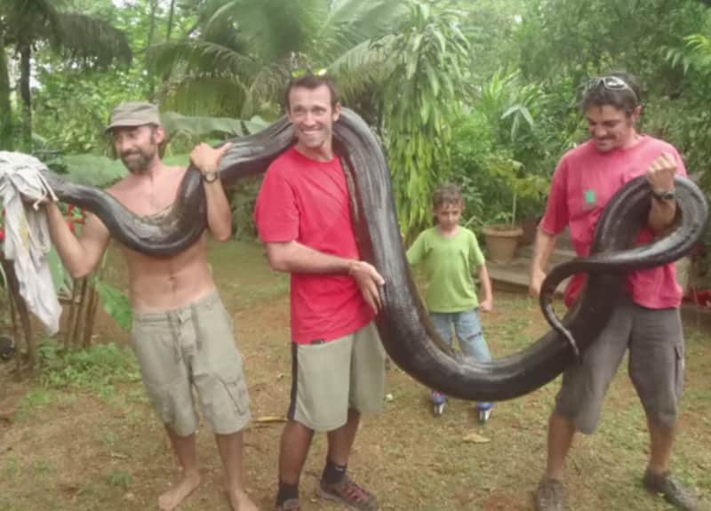 French Guiana Man Catches Monster 17-foot Anaconda with Bare Hands