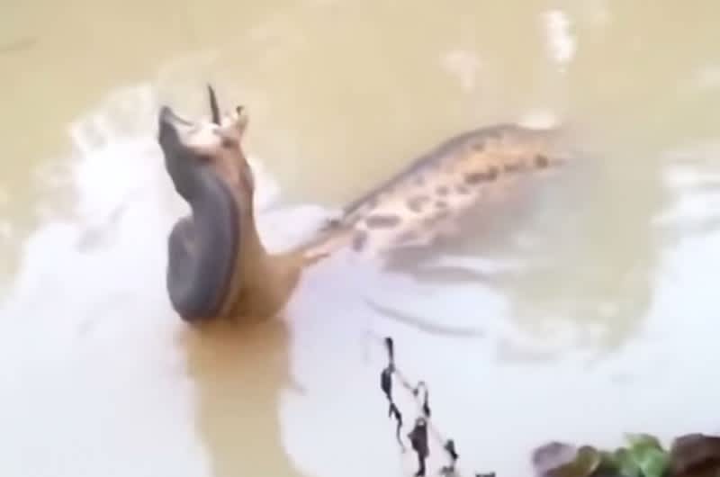 Video: Python Steals and Swallows Hooked Fish