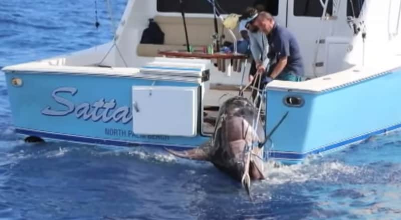 Florida Teen Catches 693-pound Swordfish, Potential State Record
