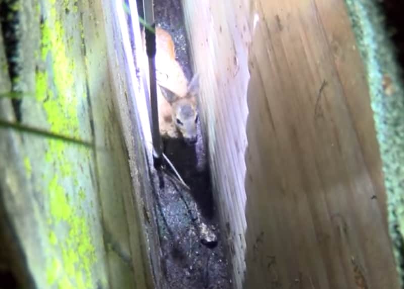 Video: Deer Rescued from Tiny Gap